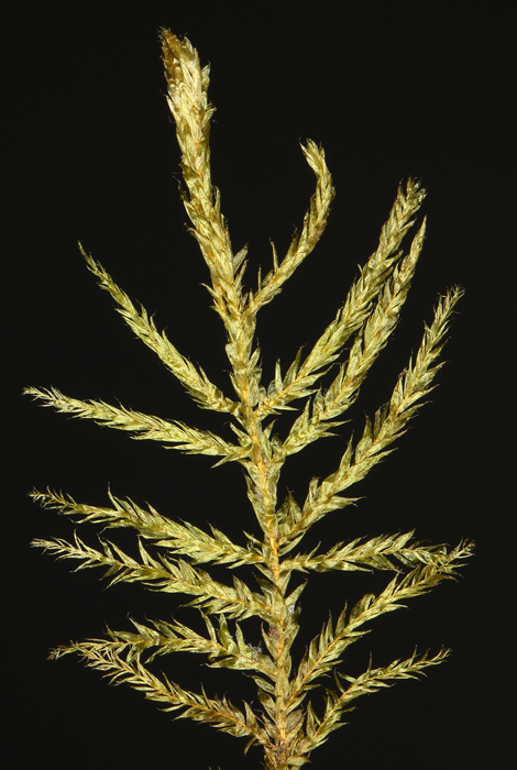 Cirriphyllum piliferum